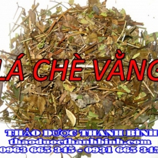 Địa điểm cung cấp lá chè vằng tại An Giang uy tín chất lượng