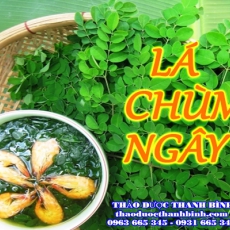 Địa điểm cung cấp lá chùm ngây tại Bà Rịa Vũng Tàu uy tín chất lượng