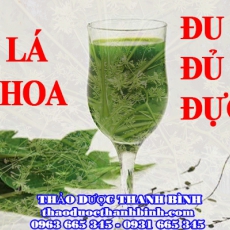 Địa điểm cung cấp lá hoa đu đủ đực tại Bình Định uy tín chất lượng