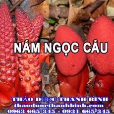 Địa điểm cung cấp nấm ngọc cẩu tại Cần Thơ uy tín chất lượng