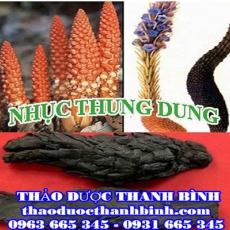 Địa điểm cung cấp nhục thung dung tại Cao Bằng uy tín chất lượng