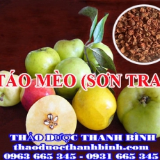 Địa điểm cung cấp quả táo mèo (sơn tra) tại Bình Phước uy tín chất lượng