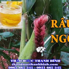 Địa điểm cung cấp râu ngô tại Bến Tre uy tín chất lượng