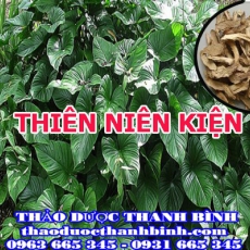 Địa điểm cung cấp thiên niên kiện tại Bình Thuận uy tín chất lượng