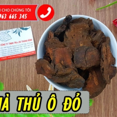 Hà thủ ô đỏ [Hình ảnh, công dụng, cách dùng] Mua ở đâu chất lượng tốt nhất?