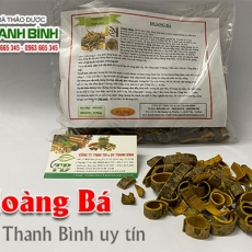 Hoàng bá [Hình ảnh, công dụng, cách dùng] Mua ở đâu chất lượng tốt nhất?