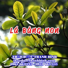 Lá Bàng Non