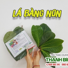 Lá bàng non [Hình ảnh, công dụng, cách dùng] Mua ở đâu chất lượng tốt nhất?