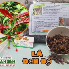 Lá đơn đỏ [Hình ảnh, công dụng, cách dùng] Mua ở đâu chất lượng tốt nhất?