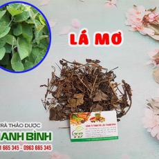 Lá mơ [Hình ảnh, công dụng, cách dùng] Mua ở đâu chất lượng tốt nhất?