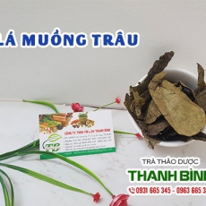 Lá muồng trâu [Hình ảnh, công dụng, cách dùng] Mua ở đâu chất lượng tốt nhất?