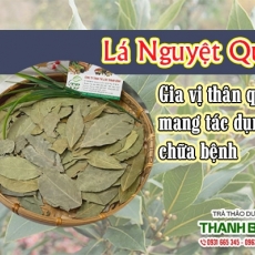 Lá nguyệt quế [Hình ảnh, công dụng, cách dùng] Mua ở đâu chất lượng tốt nhất???