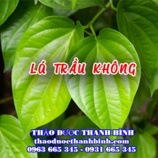 Lá Trầu Không