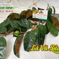 Lá vú sữa [Hình ảnh, công dụng, cách dùng] Mua ở đâu chất lượng?