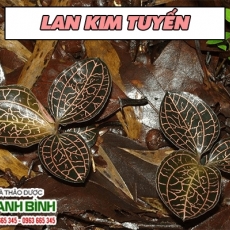 Lan Kim Tuyến [Công dụng, cách dùng] Mua ở đâu nguyên chất giá tốt?