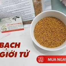 Mua bạch giới tử giá rẻ uy tín chất lượng nhất ở đâu?