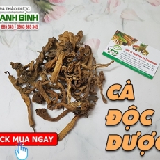 Mua bán cà độc dược ở quận Bình Tân giúp điều trị đau dây thần kinh tọa
