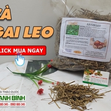 Mua bán cà gai leo ở quận Bình Tân giúp giải độc gan tốt nhất