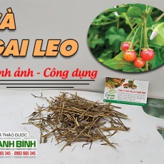 Mua bán cà gai leo tại TP.HCM uy tín chất lượng tốt nhất