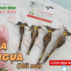 Mua bán cá ngựa ở quận Bình Thạnh có tác dụng hỗ trợ chống khối u hiệu quả nhất
