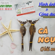 Mua bán cá ngựa tại TP.HCM uy tín chất lượng tốt nhất