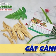 Mua bán cát cánh tại quận 1 giúp điều trị viêm họng hạt hiệu quả