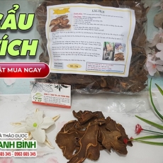 Mua bán cẩu tích ở quận Tân Bình giúp trị thoái hóa cột sống tốt nhất