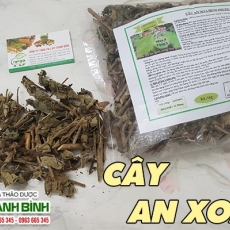 Mua bán cây an xoa tại quận 1 có tác dụng điều trị ung thư gan an toàn nhất