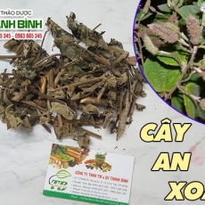 Mua bán cây an xoa tại TP.HCM uy tín chất lượng tốt nhất