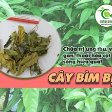 Mua bán cây bìm bịp ở quận Thủ Đức có tác dụng trị viêm gan, vàng da an toàn hiệu quả nhất