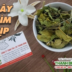 Mua bán cây bìm bịp tại TP.HCM uy tín chất lượng tốt nhất