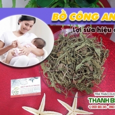 Mua bán cây bồ công anh ở quận Tân Bình giúp lợi mật tốt nhất