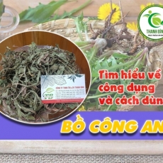 Mua bán cây bồ công anh tại TP.HCM uy tín chất lượng tốt nhất