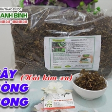 Mua bán cây bòng bong tại TP.HCM uy tín chất lượng tốt nhất