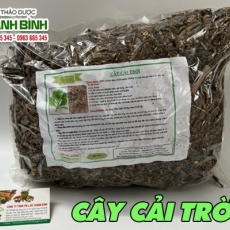 Mua bán cây cải trời tại TP.HCM uy tín chất lượng tốt nhất