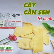 Mua bán cây cần sen tại TP.HCM uy tín chất lượng tốt nhất