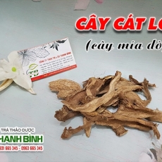 Mua bán cây cát lồi ở huyện Nhà Bè giúp chữa chứng phù thũng tốt nhất