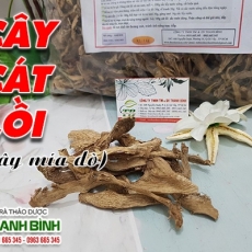 Mua bán cây cát lồi tại TP.HCM uy tín chất lượng tốt nhất