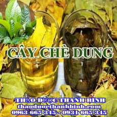 Mua bán cây chè dung tại Bắc Giang giúp tăng cường chức năng tiêu hóa hiệu quả