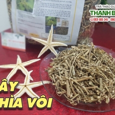 Mua bán cây chìa vôi tại quận 5 giúp chữa thoát vị địa đệm hiệu quả nhất