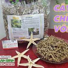 Mua bán cây chìa vôi tại TP.HCM uy tín chất lượng tốt nhất