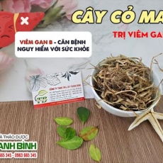 Mua bán cây cỏ may tại TP.HCM uy tín chất lượng tốt nhất