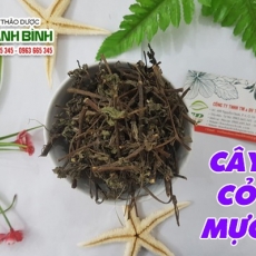 Mua bán cây cỏ mực ở quận Tân Phú có tác dụng trị chảy máu dạ dày hiệu quả