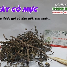 Mua bán cây cỏ mực tại TP.HCM uy tín chất lượng tốt nhất