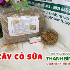 Mua bán cây cỏ sữa ở quận Tân Bình cải thiện và điều trị bệnh kiết lỵ