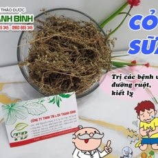 Mua bán cây cỏ sữa tại TP.HCM uy tín chất lượng tốt nhất