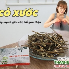 Mua bán cây cỏ xước tại Đắk Lắk uy tín chất lượng nhất
