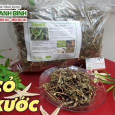 Mua bán cây cỏ xước tại TP.HCM uy tín chất lượng tốt nhất