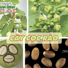 Mua bán Cây cọc rào (ba đậu nam) tại TP.HCM uy tín chất lượng tốt nhất