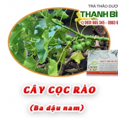 Mua bán cây cọc rào quận 2 có tác dụng tốt trong điều trị viêm da
